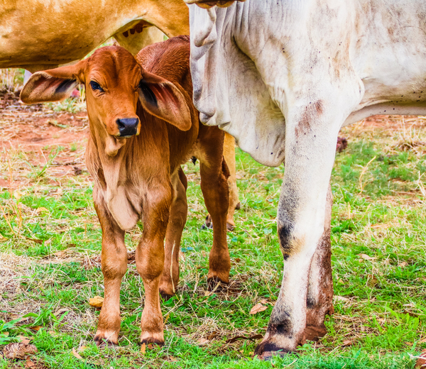 Brahman Beef